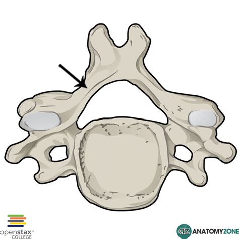 Lamina • Musculoskeletal Skeletal • Anatomyzone