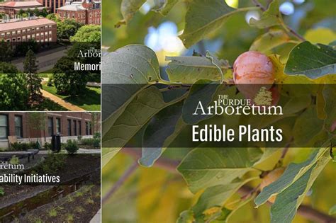 The Purdue Arboretum Tours