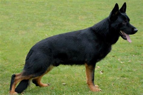 German Shepherd Working Line Vs Show Line 2024 Gsd Differences
