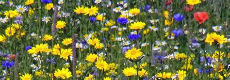 Sowing Cornfield Annuals To Create A Wildflower Meadow