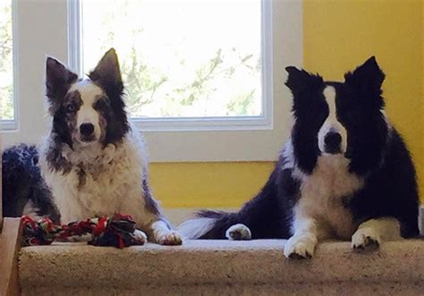 Five Caregiving Lessons My Border Collies Taught Me