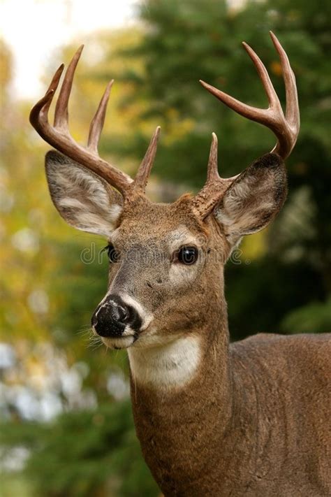A Close Up Of A Deer With Antlers On Its Head And Trees In The Background