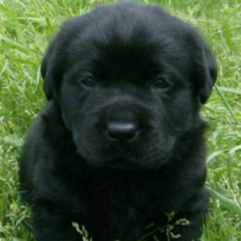 Baby Black Lab Lab Puppies I Do Have An End To This