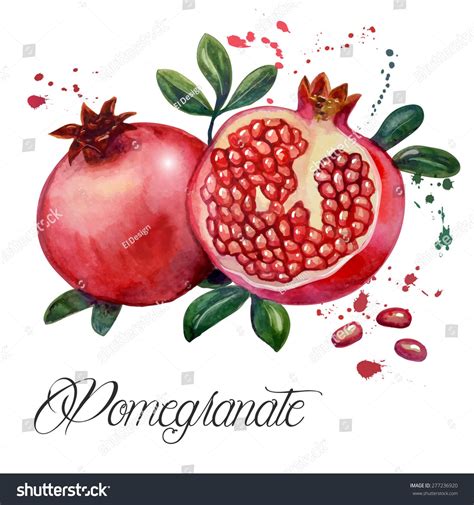 Fruit Pomegranate Illustration Hand Drawn Watercolor Stock Vector