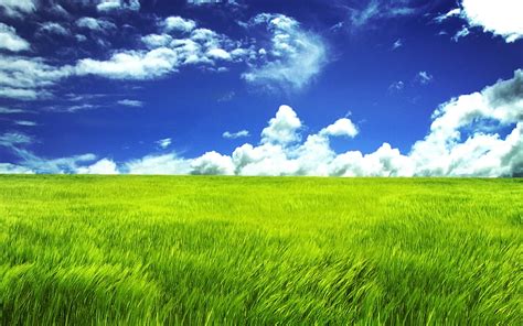 Windows Grass Background