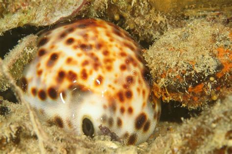 Tiger Cowrie Stock Photo Image Of Papua Underwater