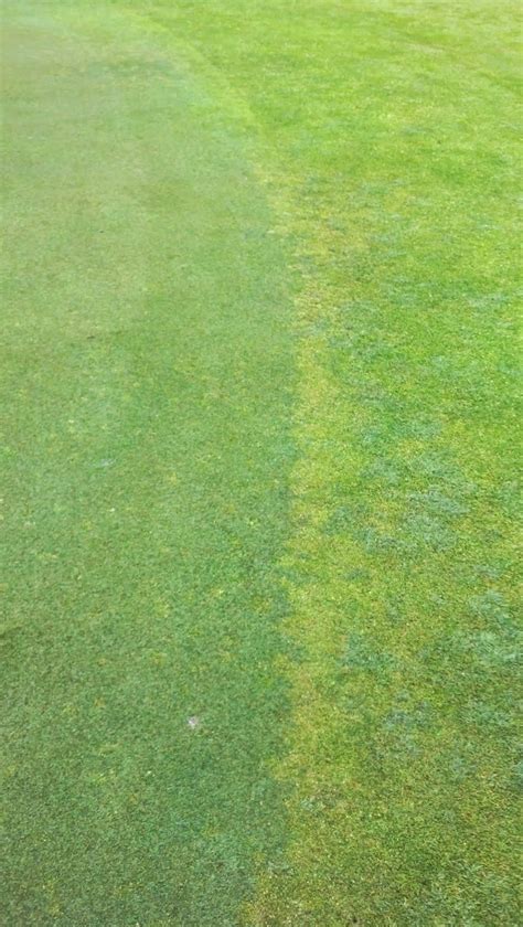 Gfcc Bentgrass Vs Poa Annua