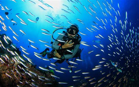 Scuba Diving In Abu Dhabi Spots Equipment And More Mybayut