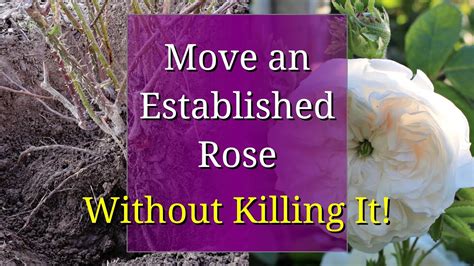 How To Transplant A Rose Bush Youtube