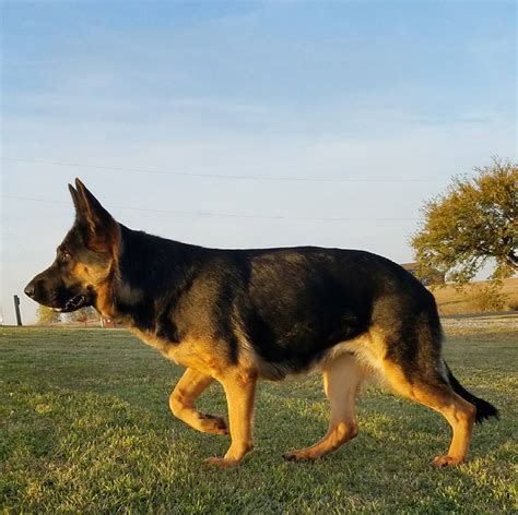 Old Fashioned Giant German Shepherd Puppies For Sale Ayers Legends