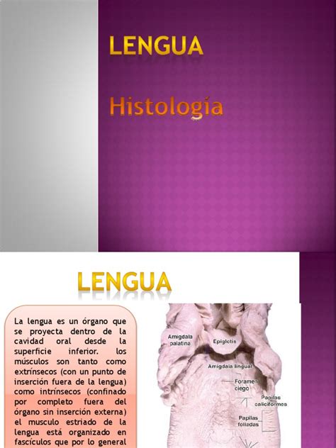 Lengua Histologia Epitelio Anatomía