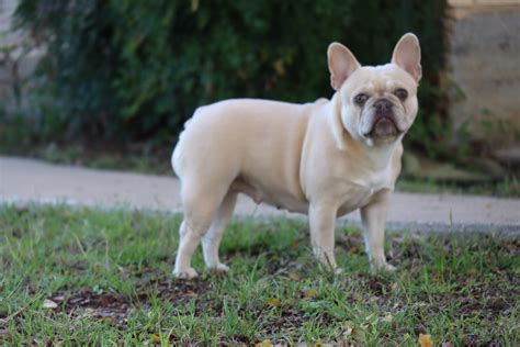 French Bulldog Moms