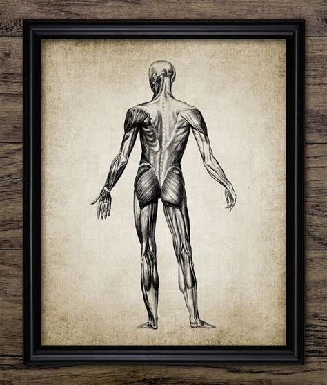 Human Muscle Anatomy Print Human Anatomy Vintage Human Etsy Uk