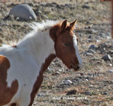 Pin By Mary Dibble On Virginia Range Wild Horses Wild Horses