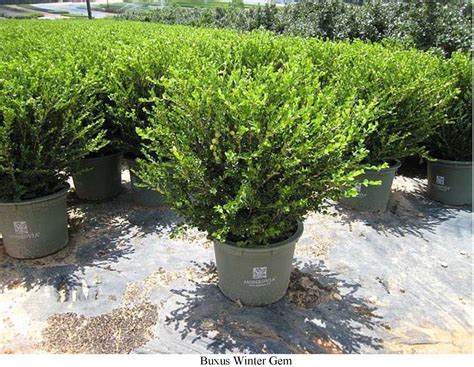 They will kind of go dormant, especially if they're plants that grow outdoors in summer and they've come from that bright light into a home with lower lighting and lower temperatures. a watering can with a long spout will direct a. BOXWOOD WINTER GEM (1) | Cedar hedge, Winter gem boxwood ...