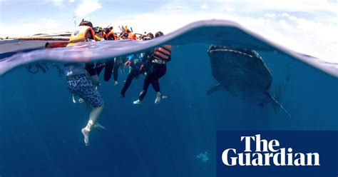 How Whale Sharks Saved A Philippine Fishing Town And Its