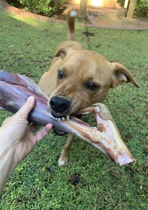 Are Deer Bones Bad For Dogs