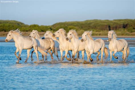 Cheval Camargue Avignon Et Provence