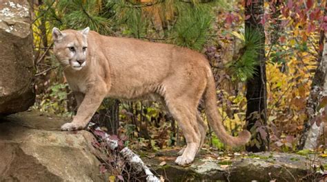 July 4 Update Caution Cougar Sighting In Pitt Meadows City Of Pitt