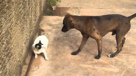 Cachorro E Gato Brigando