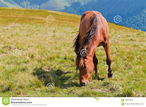 A Young Brown Horse Grazing In The Valleys Of The Mountains Car Stock