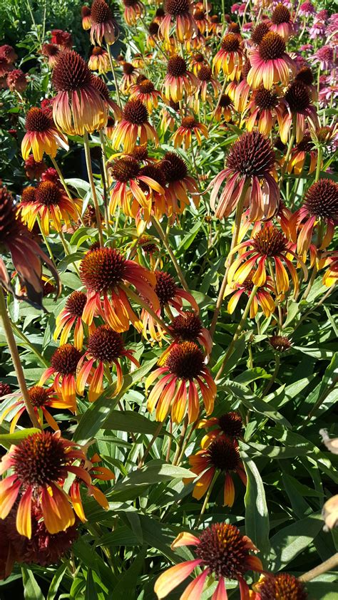 Blooms Mid To Late Summer 2 Tall Best In Full Sun Zone 4 Perennials