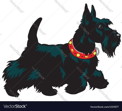 Scottish Terrier Royalty Free Vector Image Vectorstock