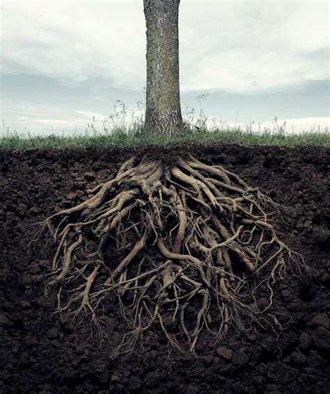 Photography By Andric Ljubodrag Mother Earth Mother Nature Tree