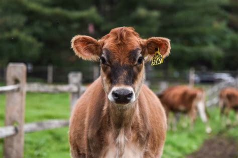 Jersey Cows Breed Profile Facts And Photos