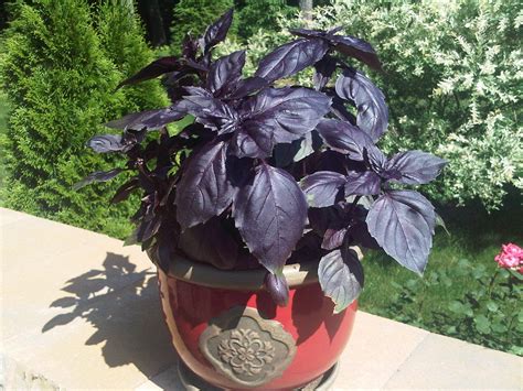 Pot Of Purple Basil Planting Herbs Mint Herb Plants