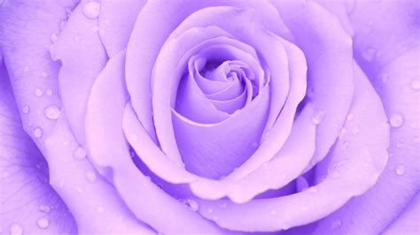 Light Purple Rose 4k Ultra Hd Wallpaper Background Image 3840x2160
