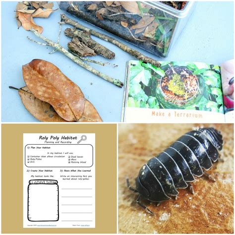 How To Make A Roly Poly Habitat With Kids Fantastic Fun And Learning