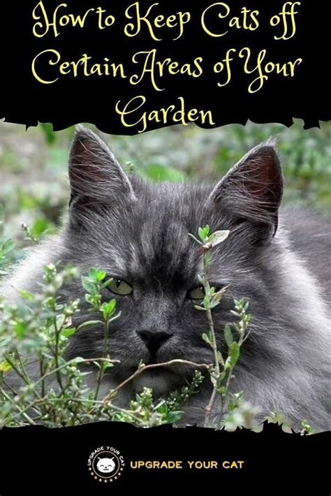 Are they scratching in the dirt? How to Keep Cats off Certain Areas of Your Garden ...