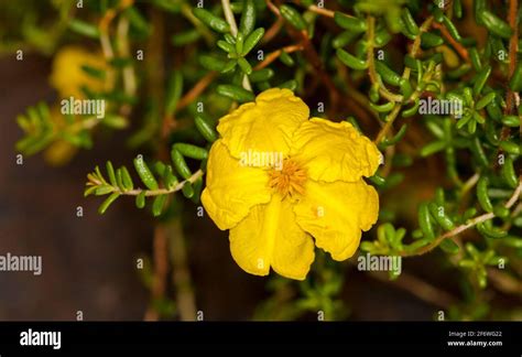 Australian Native Shrub A Ground Cover Plant Hibbertia Serpyllifolia