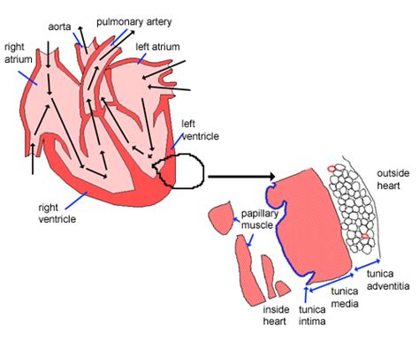 Circulatory System The Histology Guide