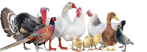 9 Rules For Starting Your Own Poultry Farm