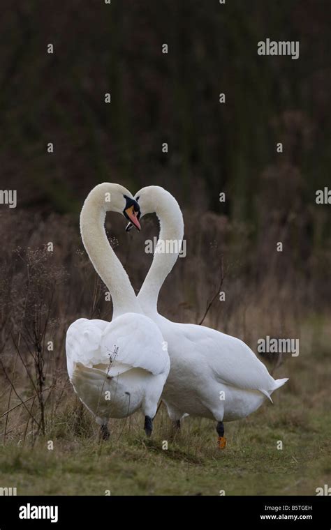 Portrait Of Two Mute Swan Cygnus Olor Making Heart Shape With Necks