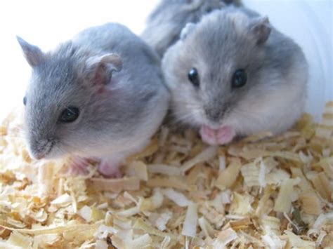 Short Dwarf Hamster Baby Hamsters Sold 9 Years 8 Months Winter White