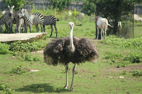Ostrich Southwicks Zoo