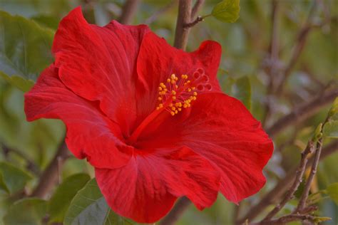 Безплатна снимка : растение, венчелистче, флора, червено ...