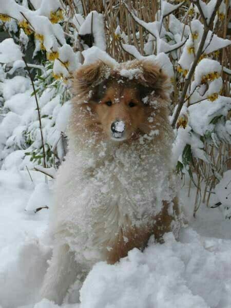 Sheltie In Snow Funnypuppyinsnow Sheltie Snow Puppy Beautiful Dogs