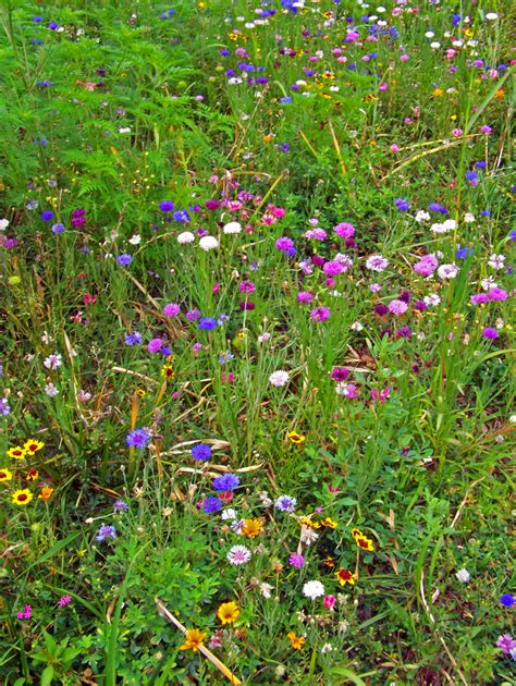 Wildflowers Free Stock Photo Public Domain Pictures