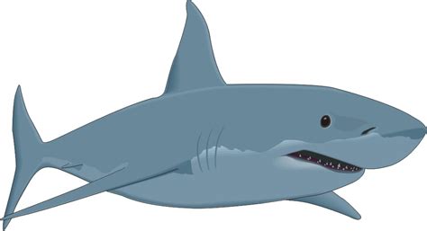 Download Bull Shark Clipart For Free Designlooter 2020 👨‍🎨