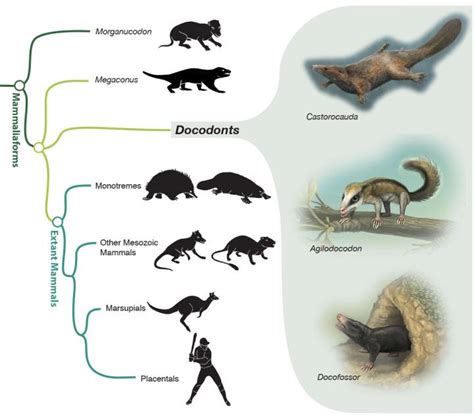 New Mammal Fossils Show Off Ea Image Eurekalert Science News Releases