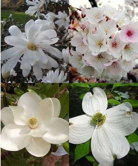 10 Best White Flowering Trees To Brighten Up Your Landscape Grandma
