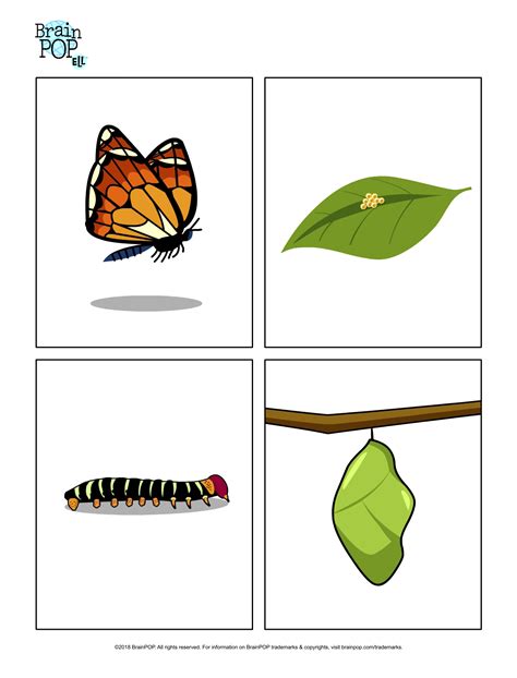 Use These Images Of The Stages In A Butterfly Life Cycle To Explore The
