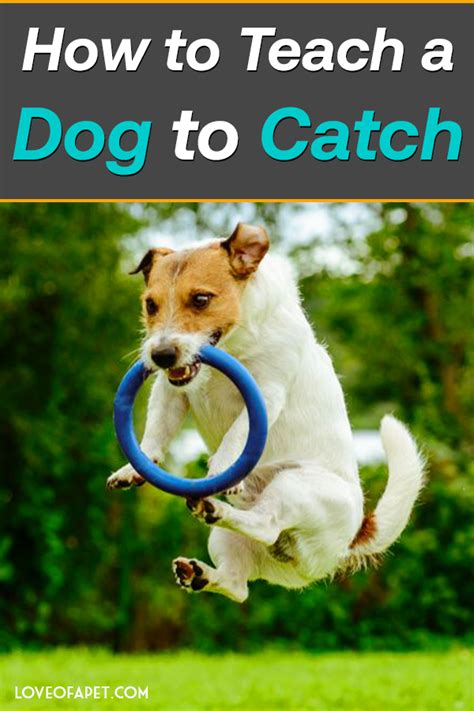 How To Teach Your Dog To Catch 4 Simple Steps Love Of A Pet Dog