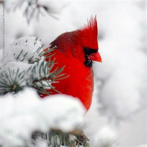 A Red Bird Perched On Top Of A Pine Tree Covered In Snow