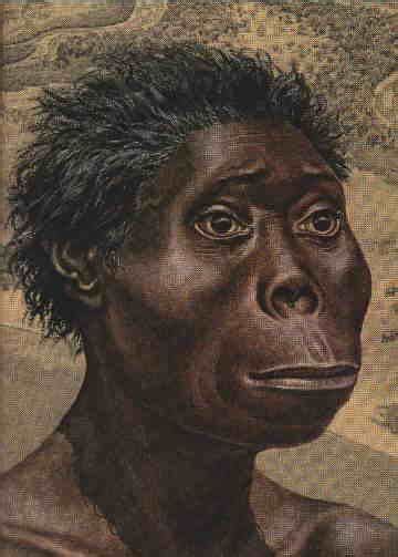 Homo Habilis Reconstruction By Jay Matternes Theory Of Evolution