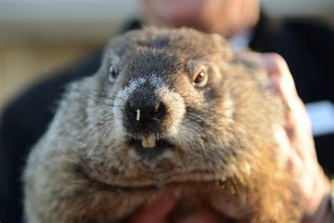 Renowned Groundhog Punxsutawney Phil Does Not See Shadow, Predicts Early Spring